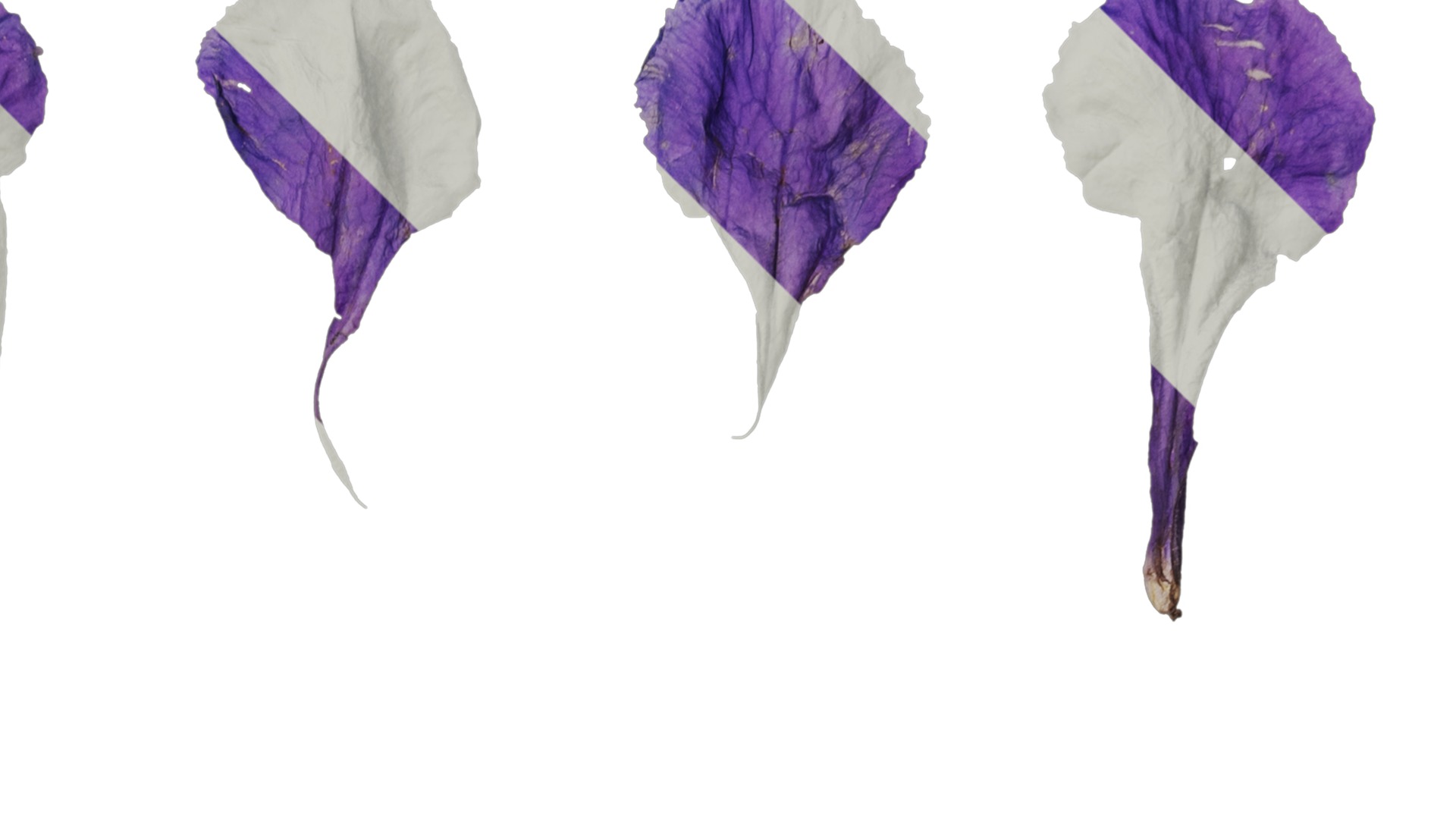 Anydrafts Ruellia simplex Flower 02 Texture_2