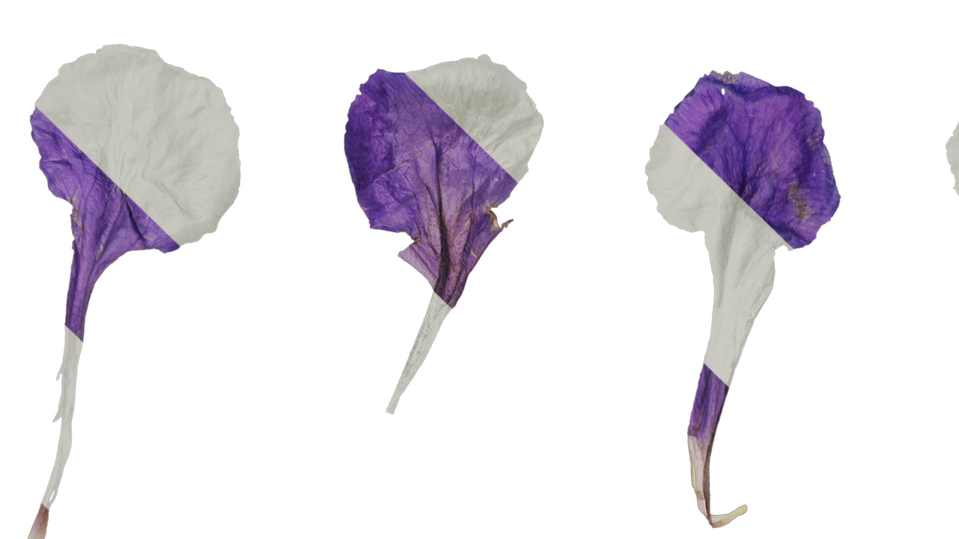 Anydrafts Ruellia simplex Flower 02 Texture_1