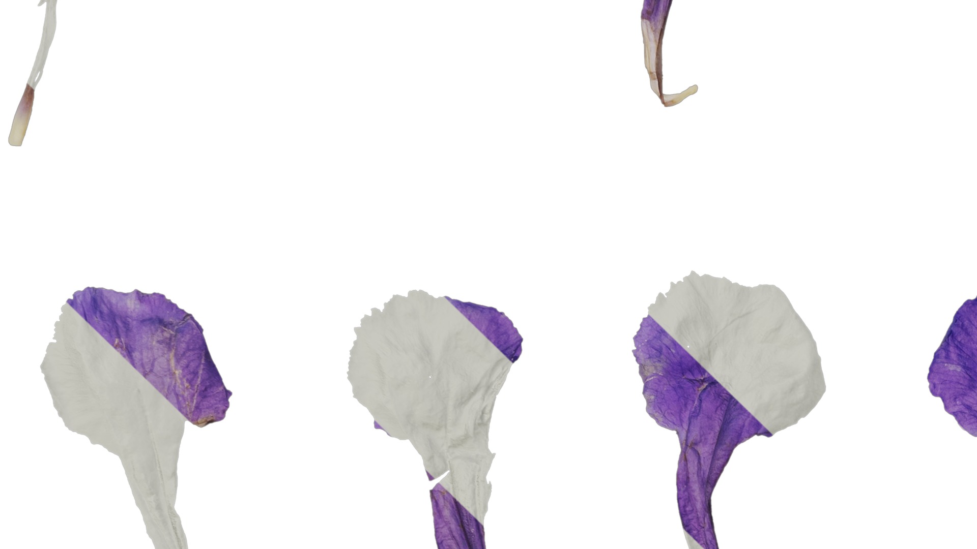 Anydrafts Ruellia simplex Flower 02 Texture_3