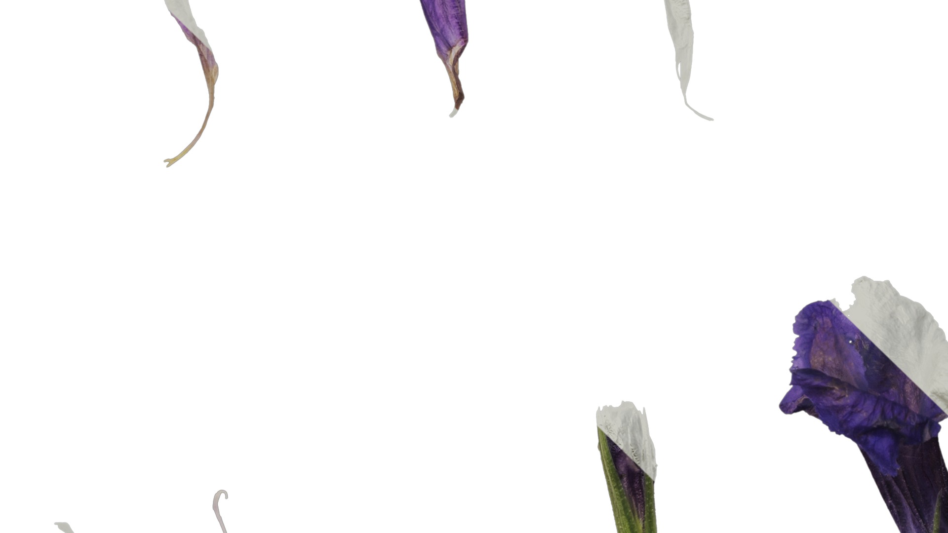 Anydrafts Ruellia simplex Flower 02 Texture_5