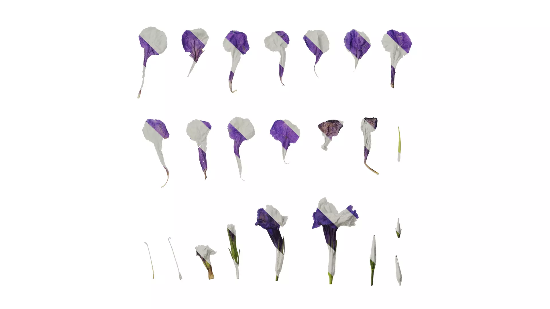 Anydrafts Ruellia simplex Flower 02 Texture_0