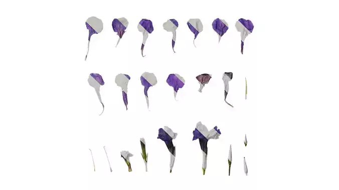 Anydrafts Ruellia simplex Flower 02