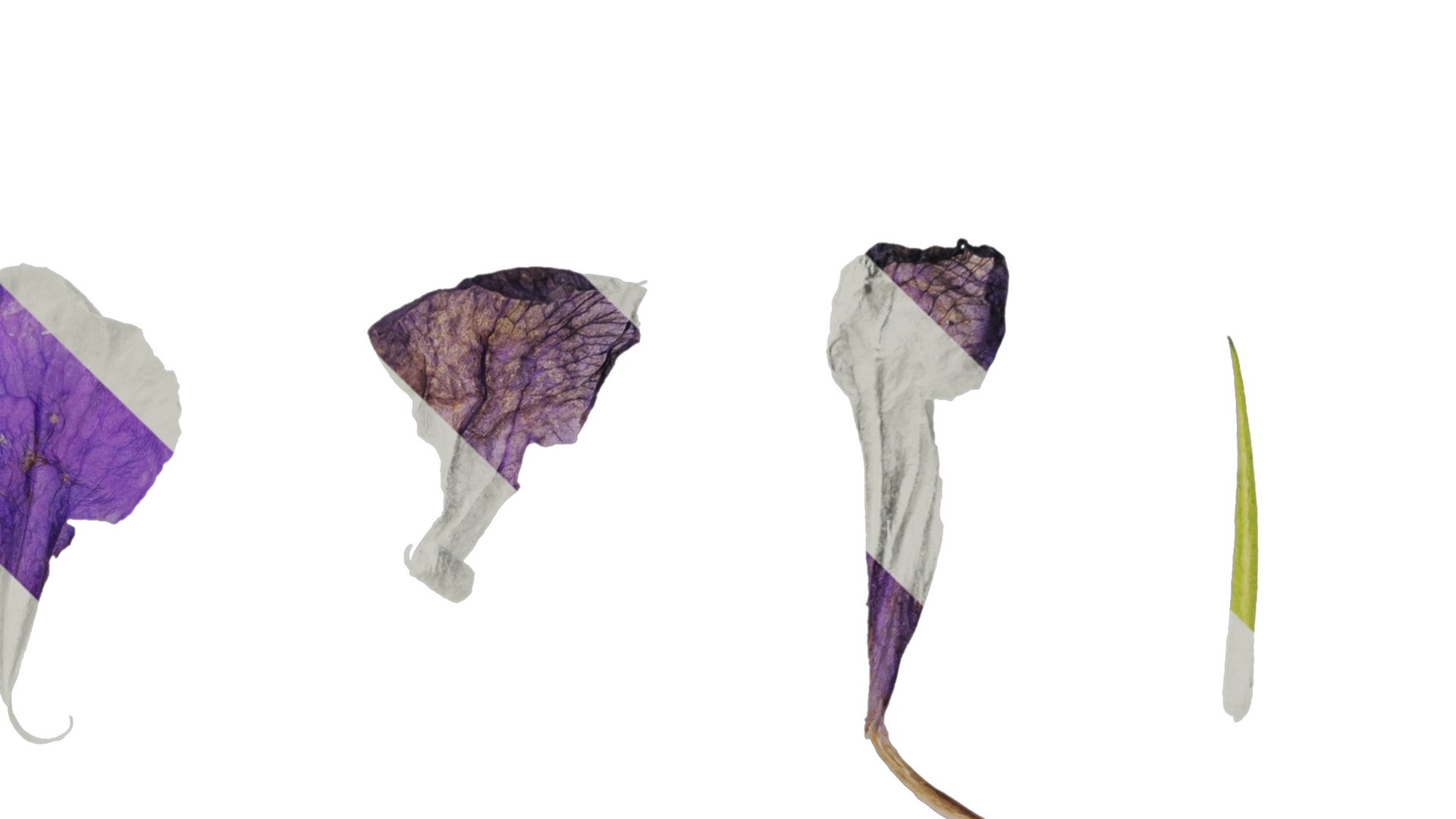 Anydrafts Ruellia simplex Flower 02 Texture_4