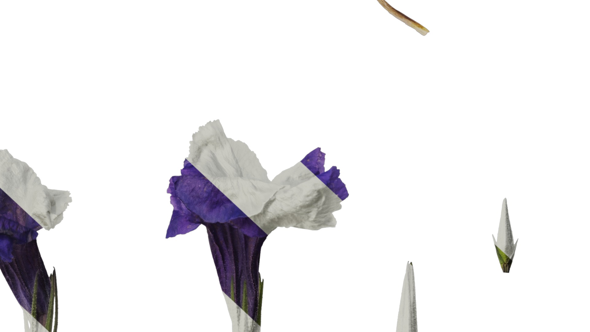 Anydrafts Ruellia simplex Flower 02 Texture_6