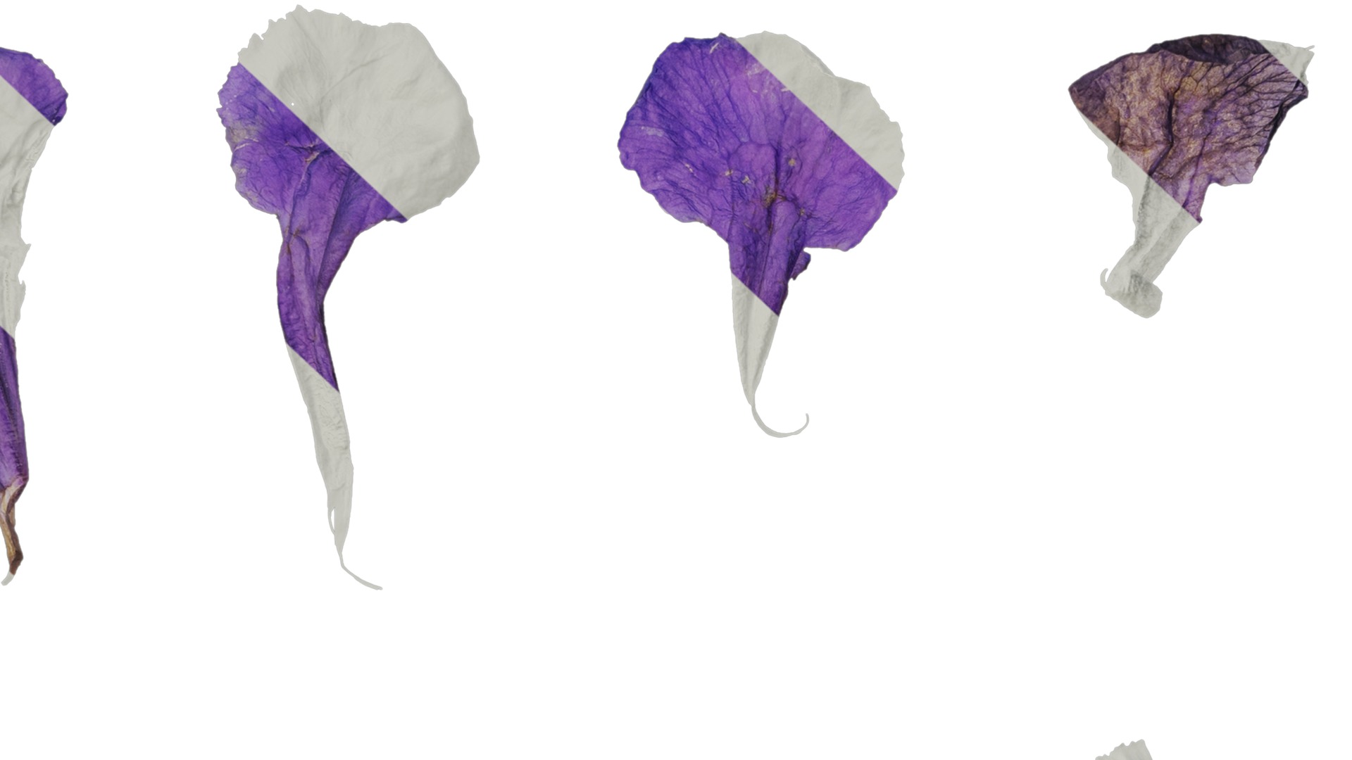 Anydrafts Ruellia simplex Flower 02 Texture_7