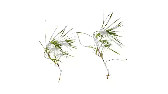 Anydrafts Salsola collina Atlas 01