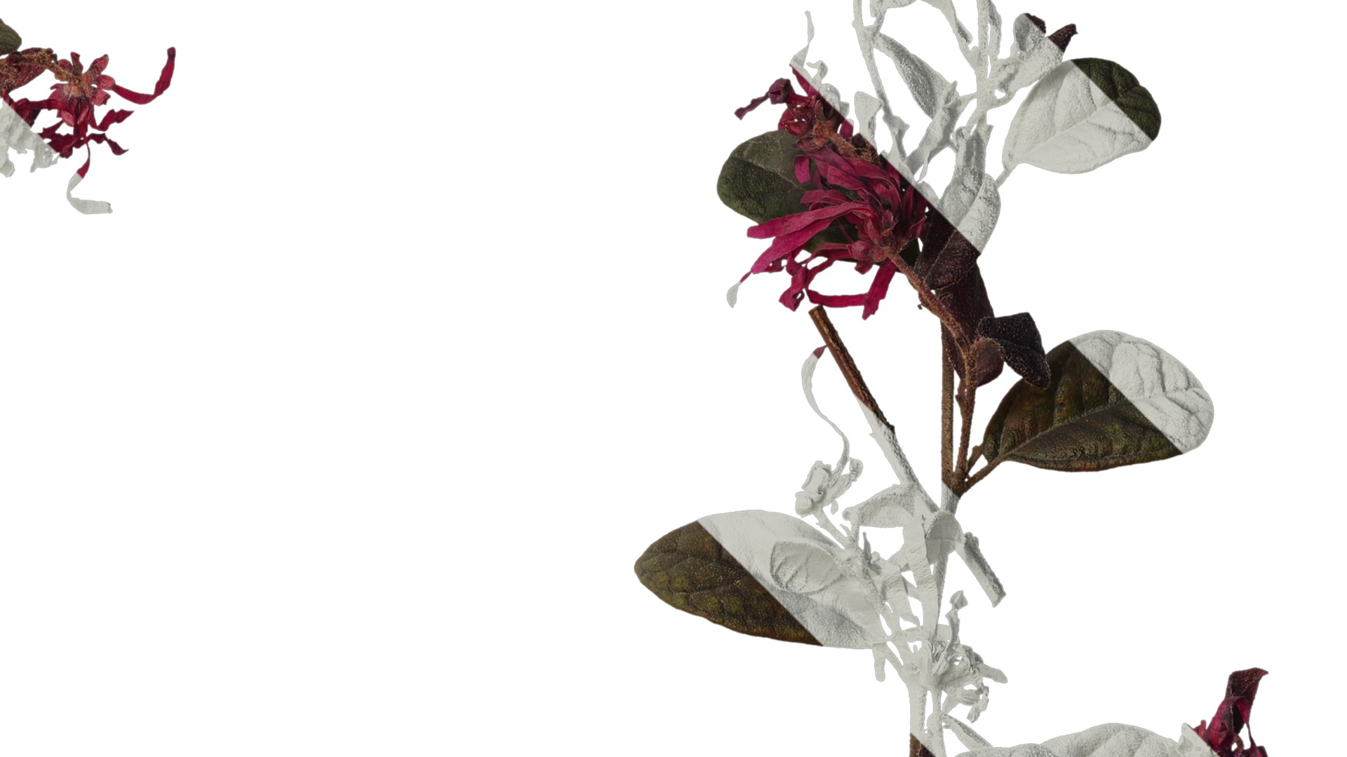 Anydrafts Loropetalum chinense Atlas 05 Texture_2