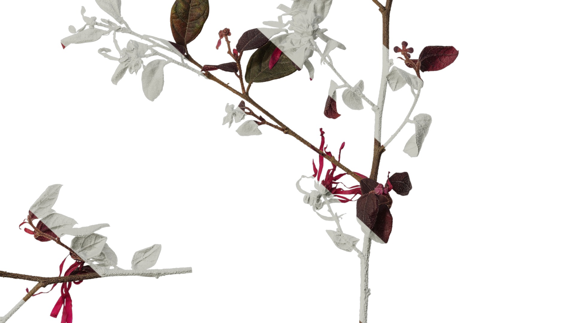 Anydrafts Loropetalum chinense Atlas 05 Texture_6