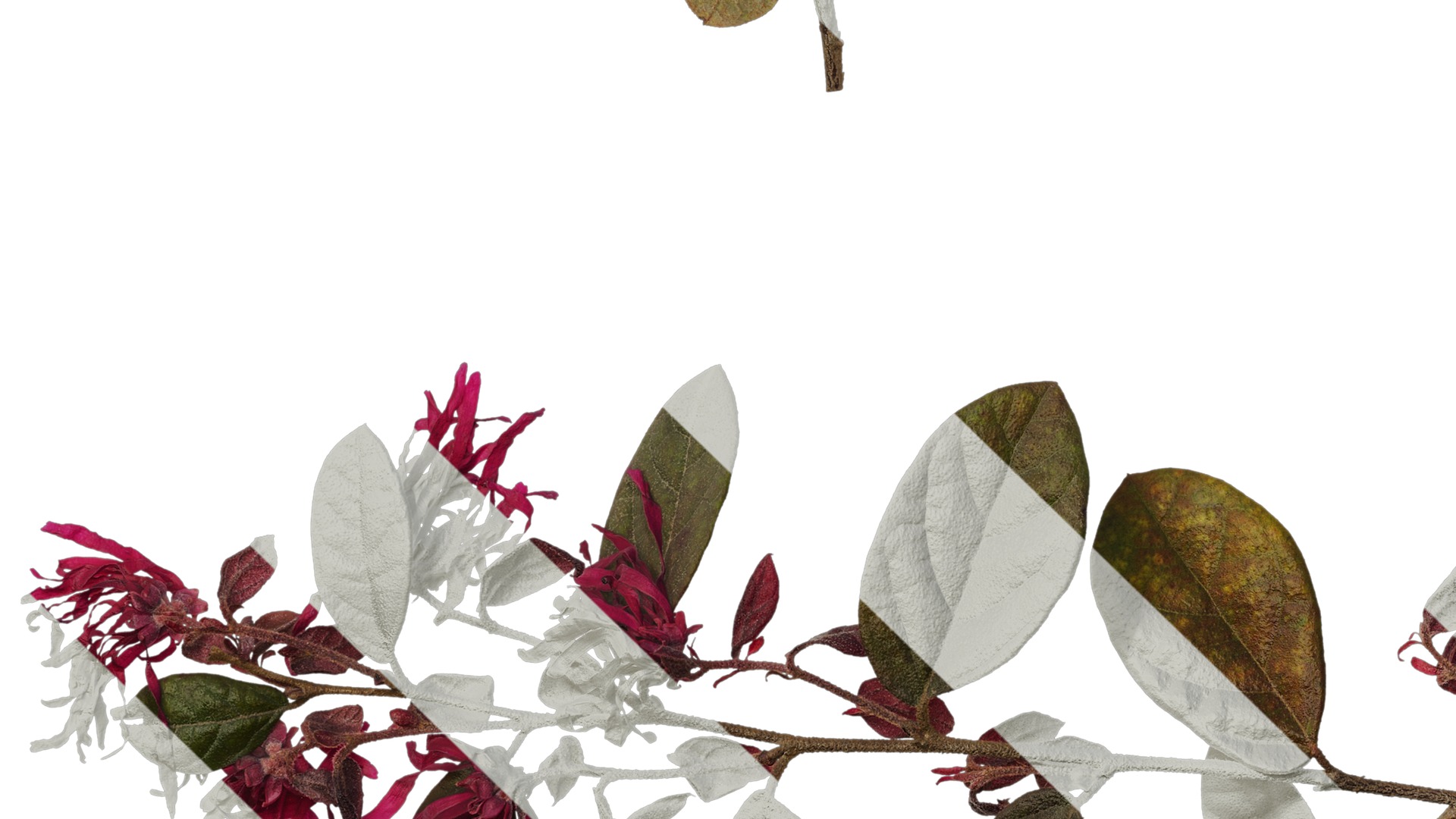 Anydrafts Loropetalum chinense Atlas 05 Texture_5