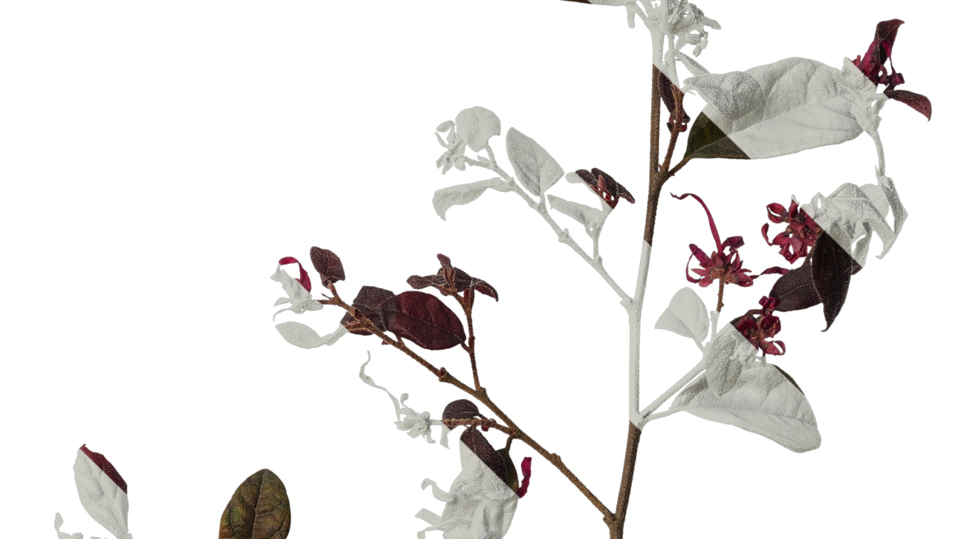 Anydrafts Loropetalum chinense Atlas 05 Texture_4