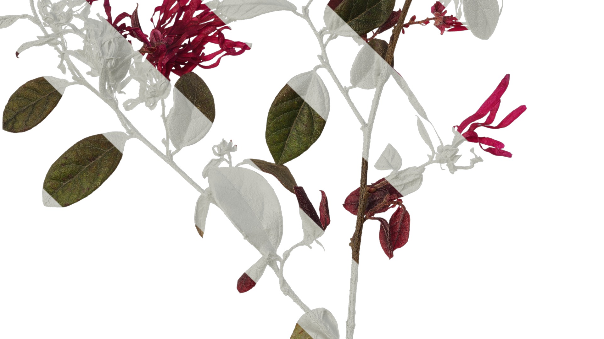 Anydrafts Loropetalum chinense Atlas 05 Texture_3