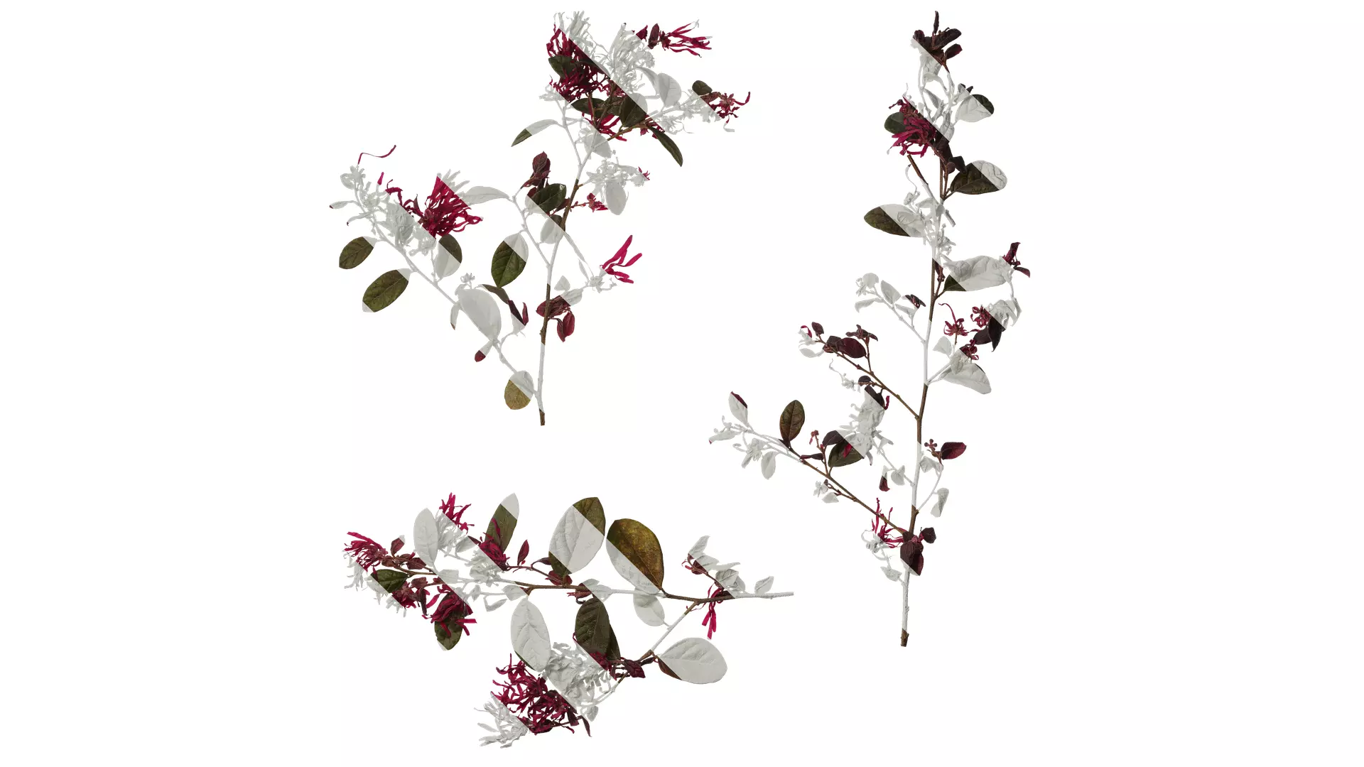 Anydrafts Loropetalum chinense Atlas 05 Texture_0
