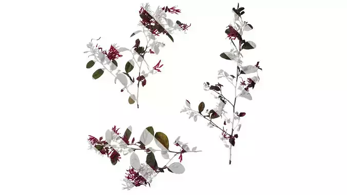 Anydrafts Loropetalum chinense Atlas 05