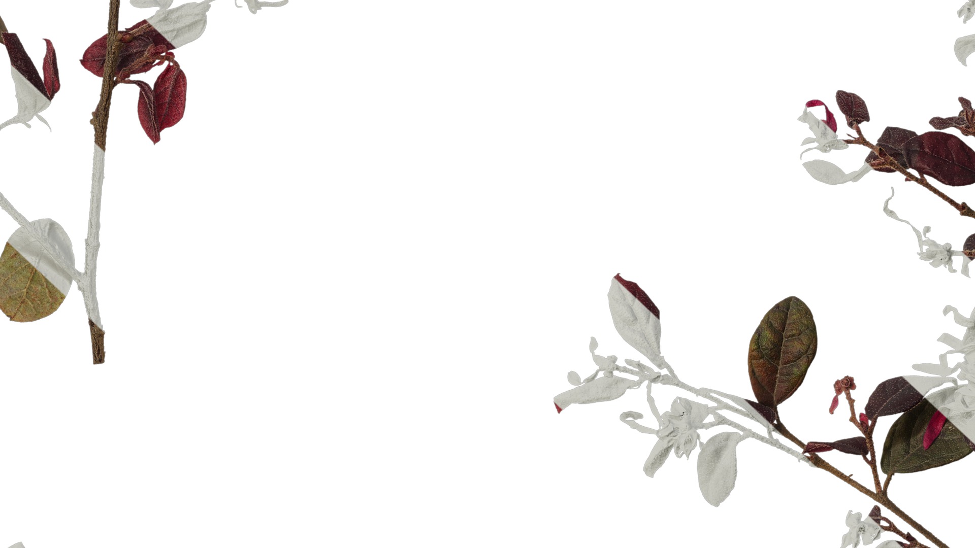 Anydrafts Loropetalum chinense Atlas 05 Texture_7