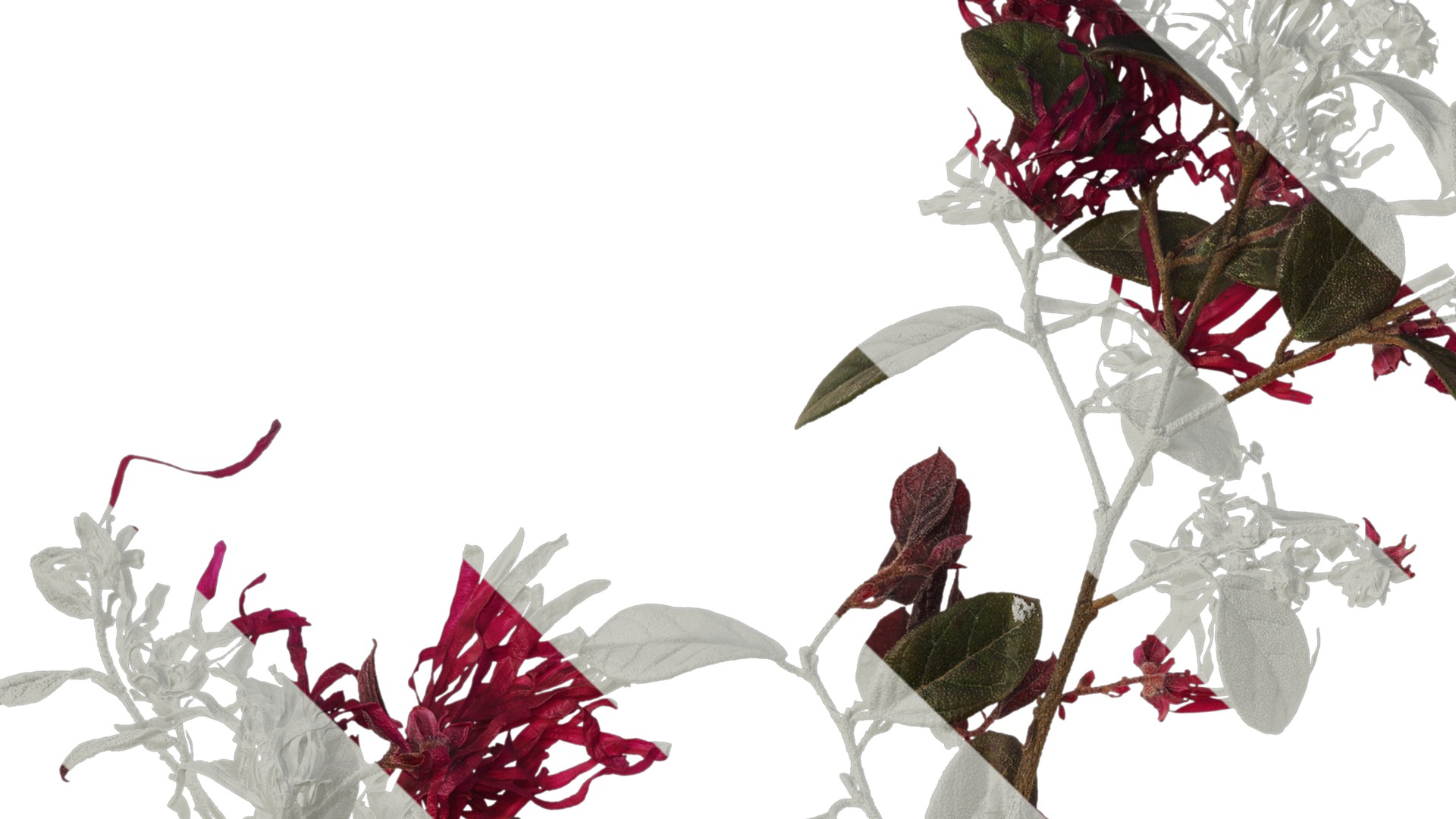 Anydrafts Loropetalum chinense Atlas 05 Texture_1