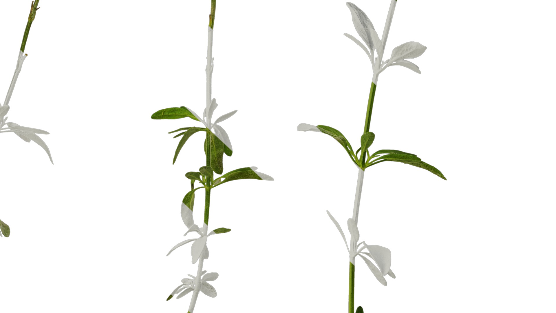 Anydrafts Salvia 01 Atlas 01 Texture_7