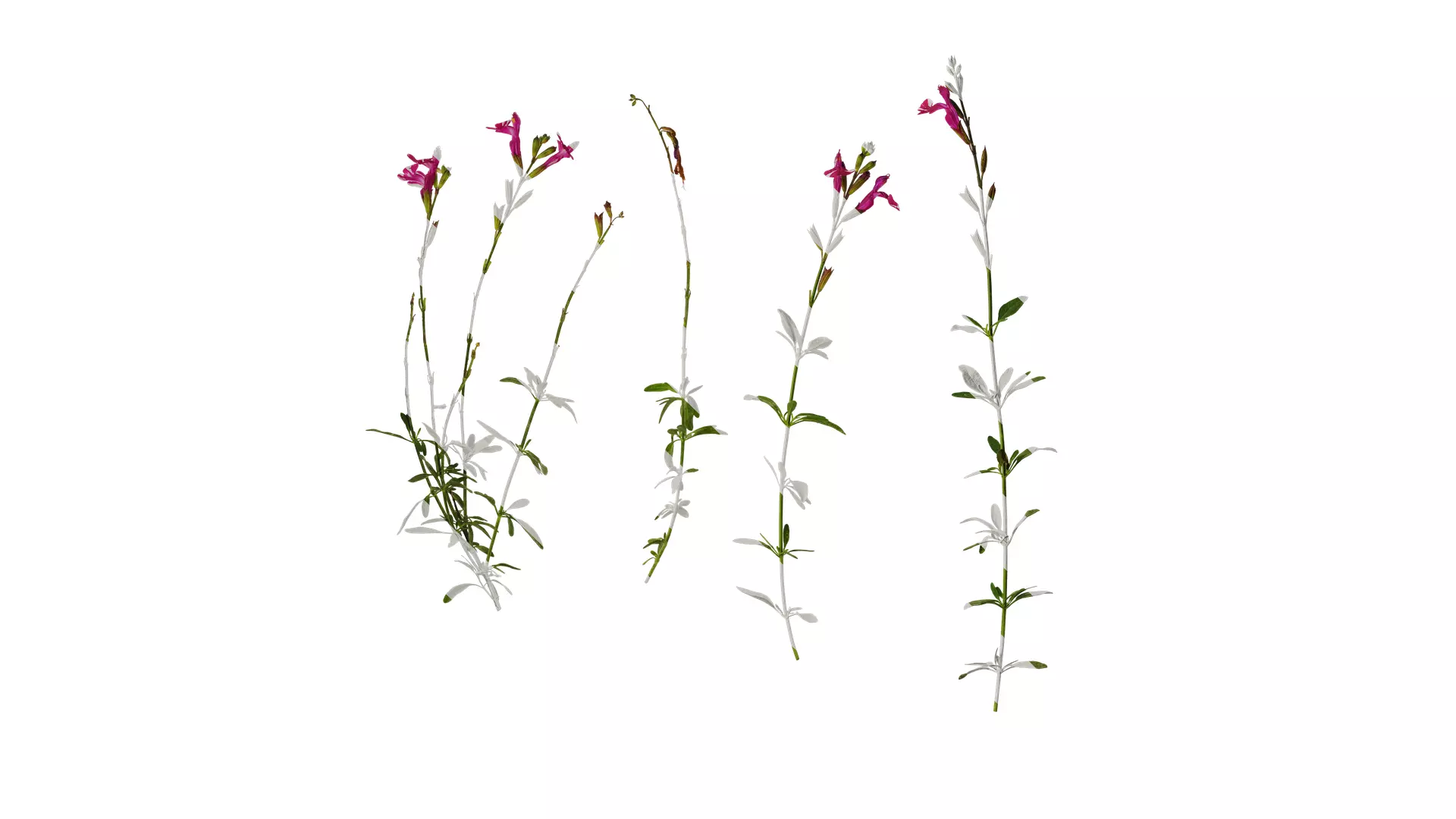 Anydrafts Salvia 01 Atlas 01 Texture_0