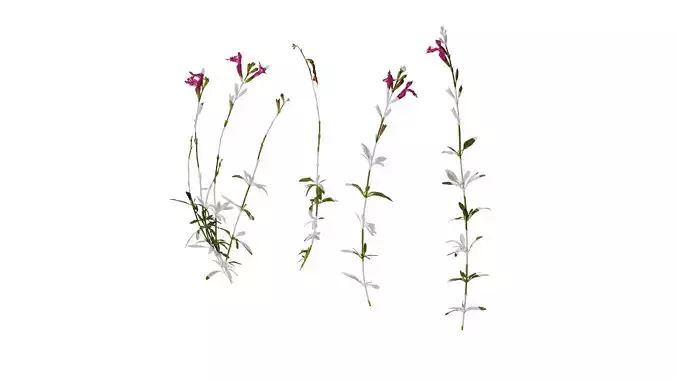 Anydrafts Salvia 01 Atlas 01 Texture