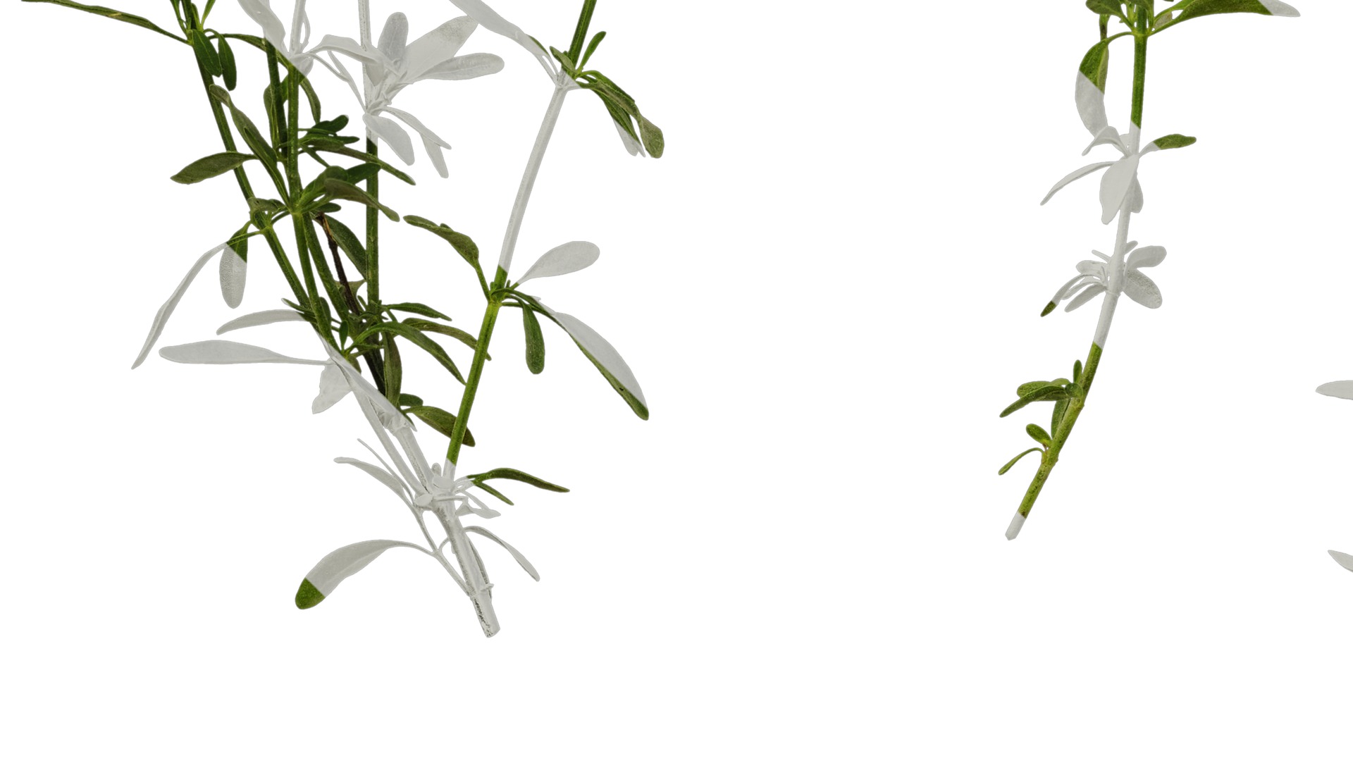 Anydrafts Salvia 01 Atlas 01 Texture_5