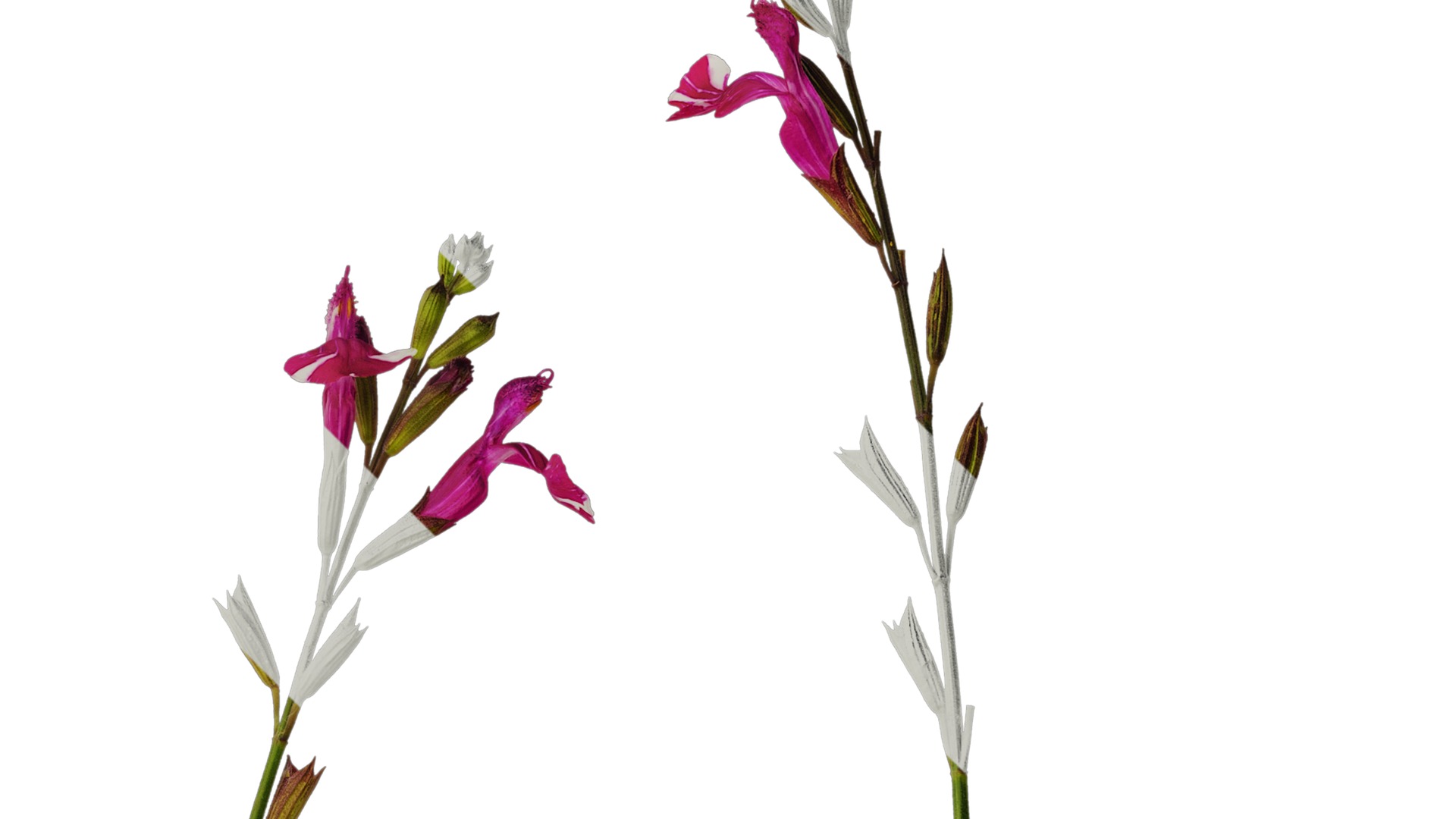 Anydrafts Salvia 01 Atlas 01 Texture_2