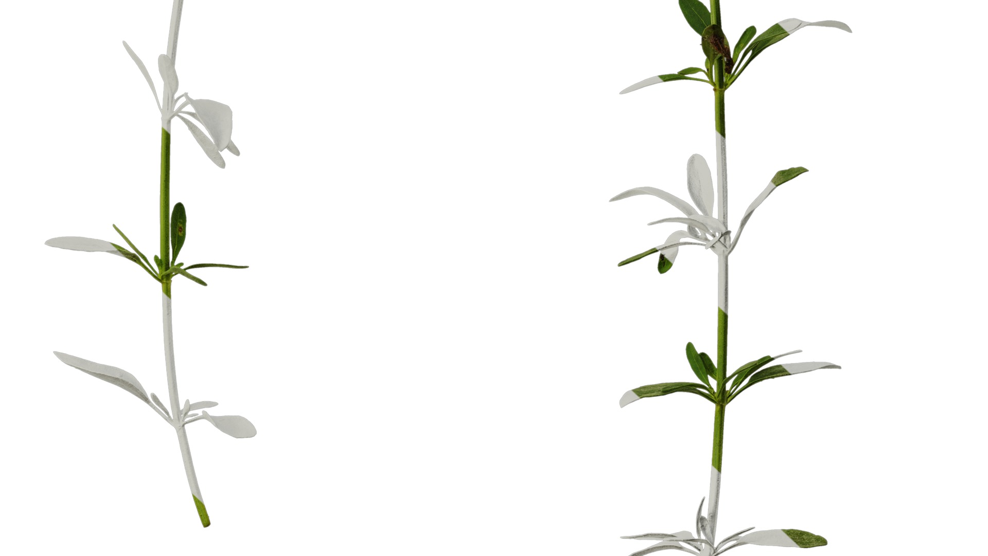 Anydrafts Salvia 01 Atlas 01 Texture_6