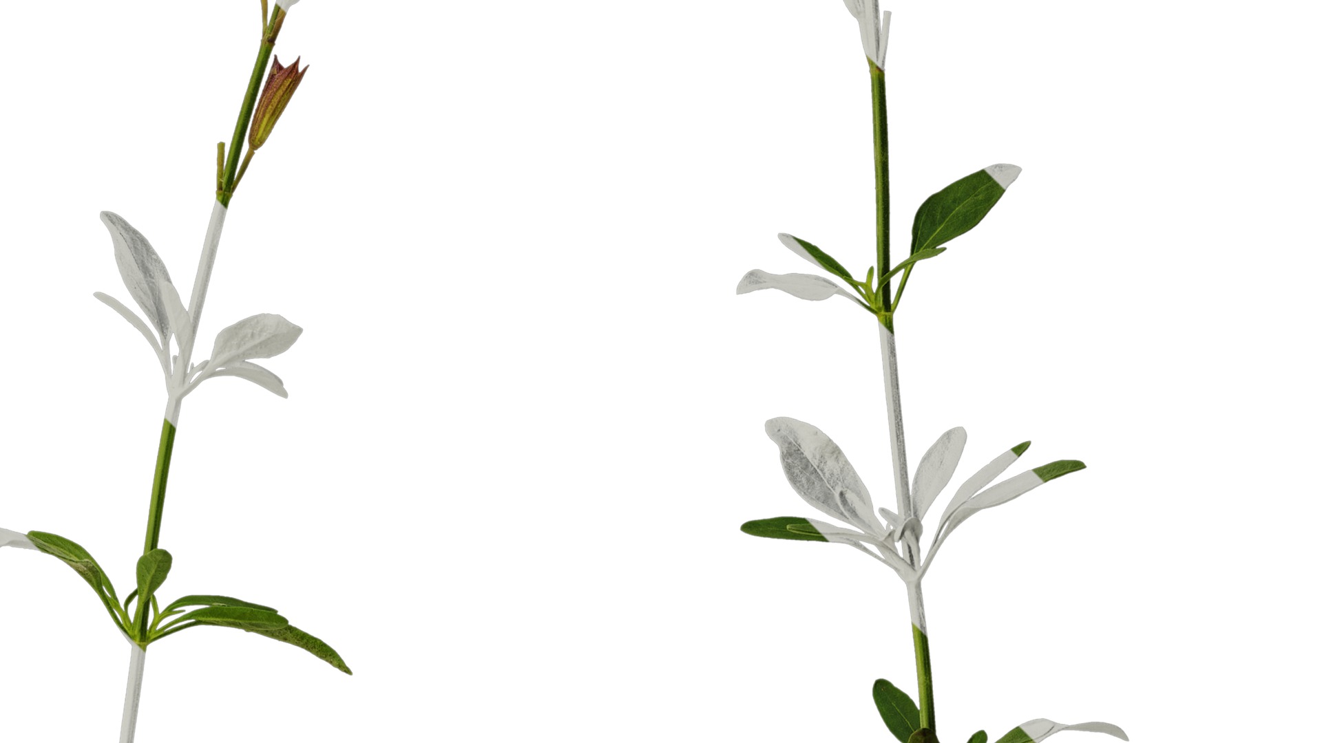 Anydrafts Salvia 01 Atlas 01 Texture_4