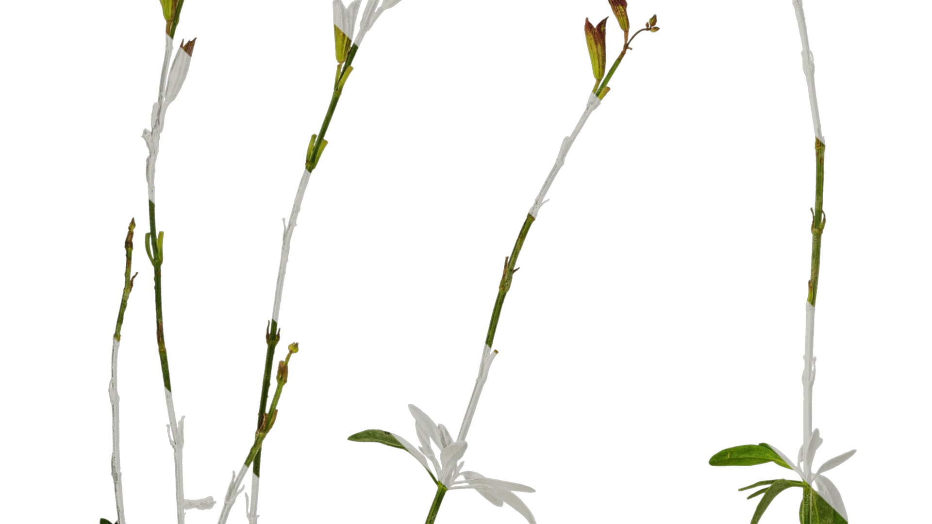 Anydrafts Salvia 01 Atlas 01 Texture_3