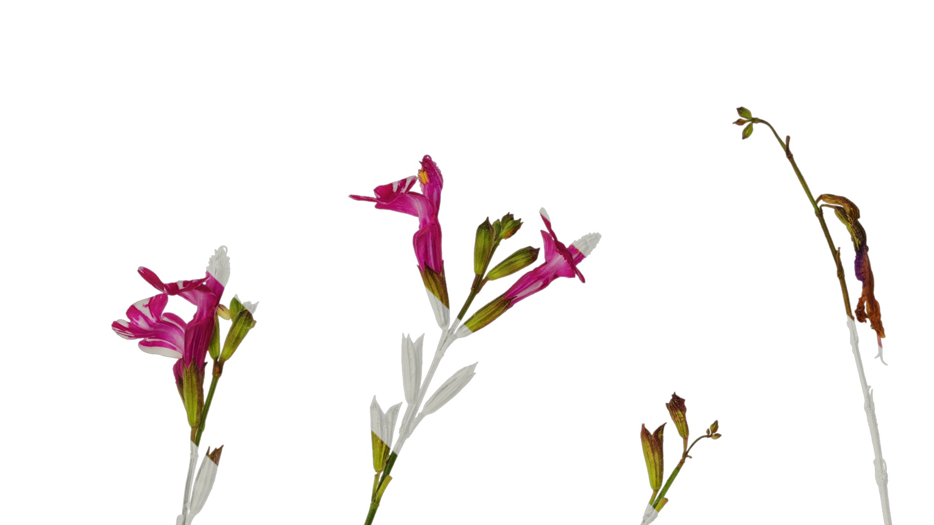 Anydrafts Salvia 01 Atlas 01 Texture_1