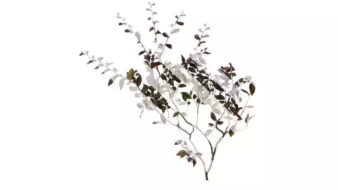 Anydrafts Loropetalum chinense Atlas 06