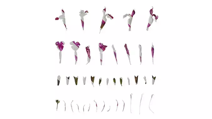 Anydrafts Salvia 01 Flower 01 Texture