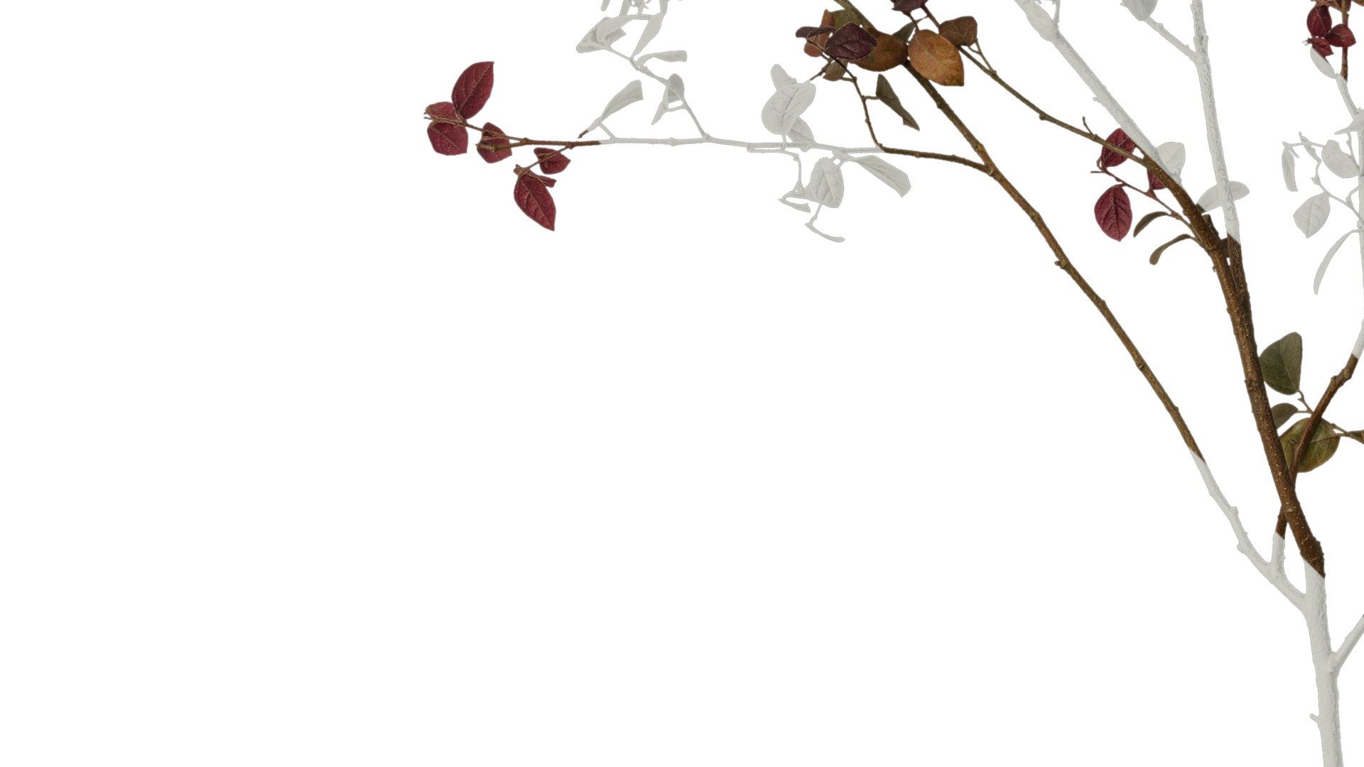 Anydrafts Loropetalum chinense Atlas 07 Texture_3