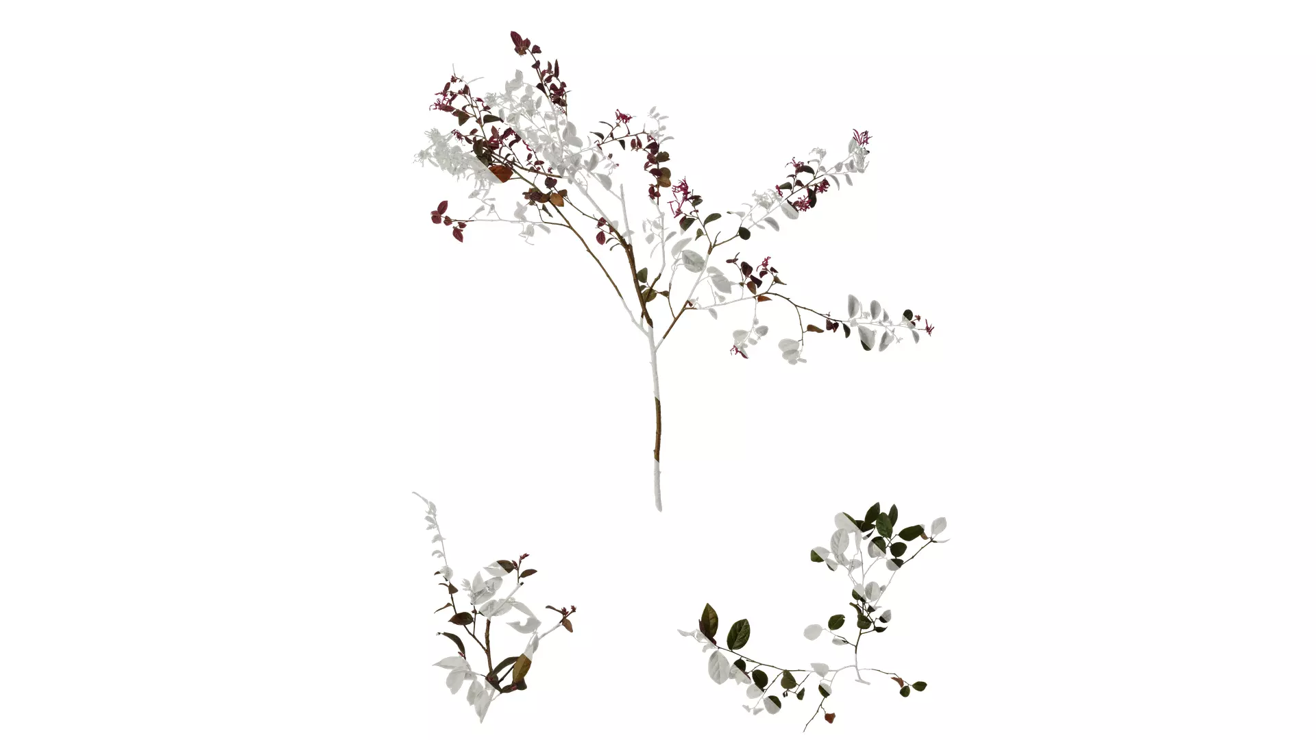 Anydrafts Loropetalum chinense Atlas 07 Texture_0