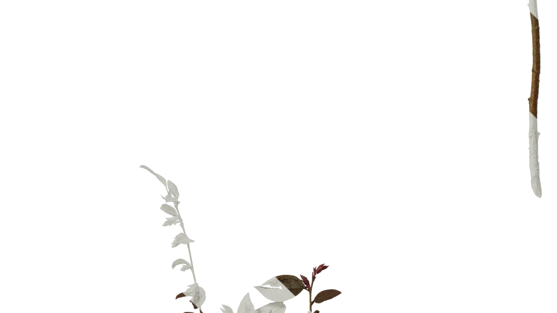 Anydrafts Loropetalum chinense Atlas 07 Texture_5