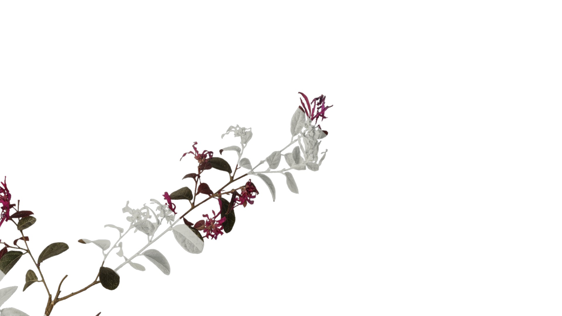 Anydrafts Loropetalum chinense Atlas 07 Texture_2