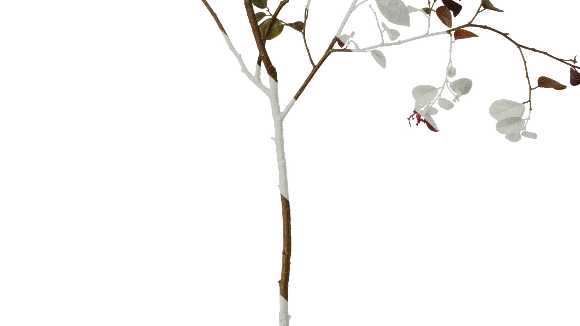 Anydrafts Loropetalum chinense Atlas 07 Texture_7