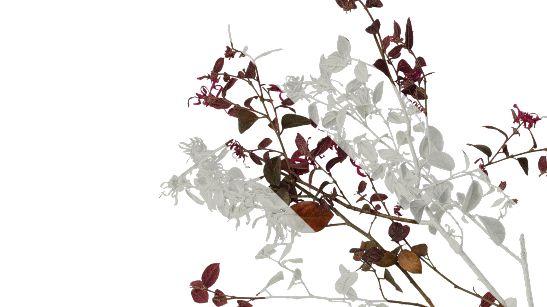 Anydrafts Loropetalum chinense Atlas 07 Texture_1