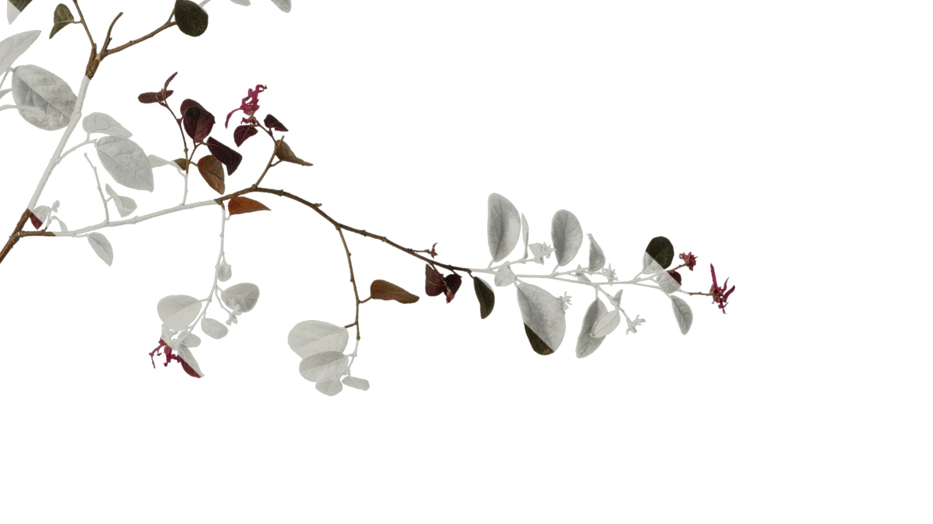 Anydrafts Loropetalum chinense Atlas 07 Texture_4