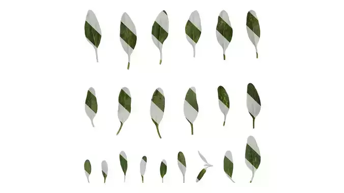 Anydrafts Salvia 01 Leaf 01 Texture
