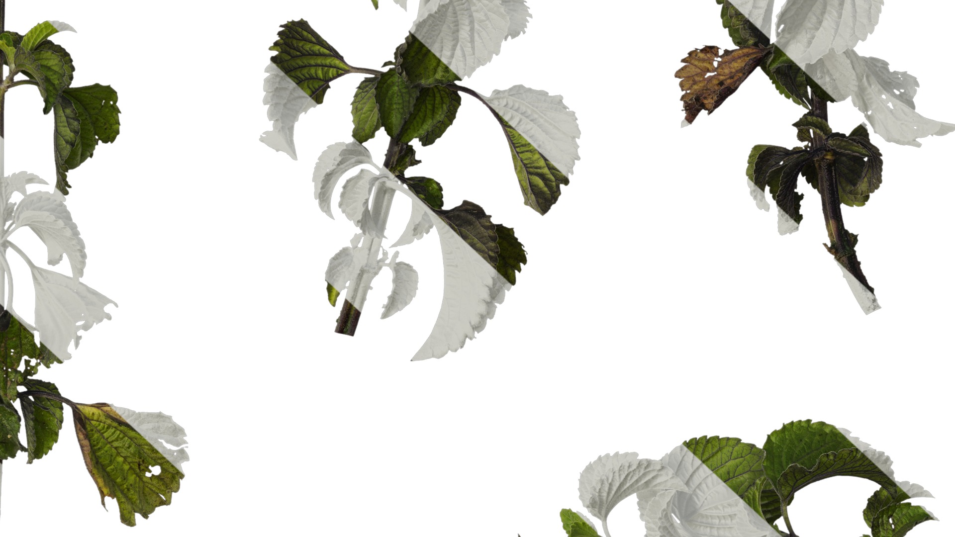 Anydrafts Salvia 02 Atlas 01 Texture_6