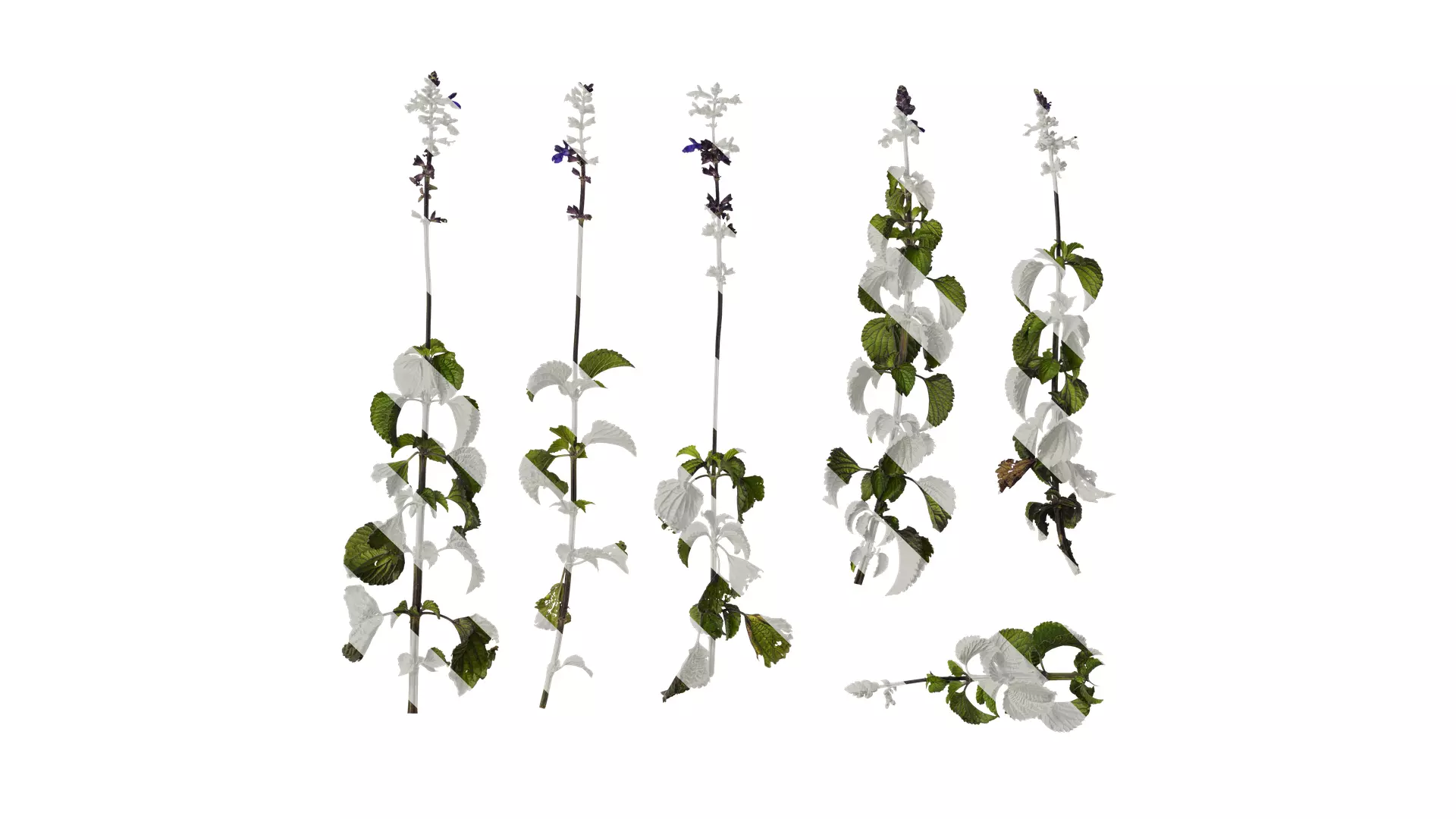 Anydrafts Salvia 02 Atlas 01 Texture_0