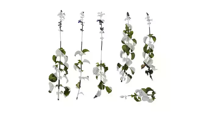 Anydrafts Salvia 02 Atlas 01