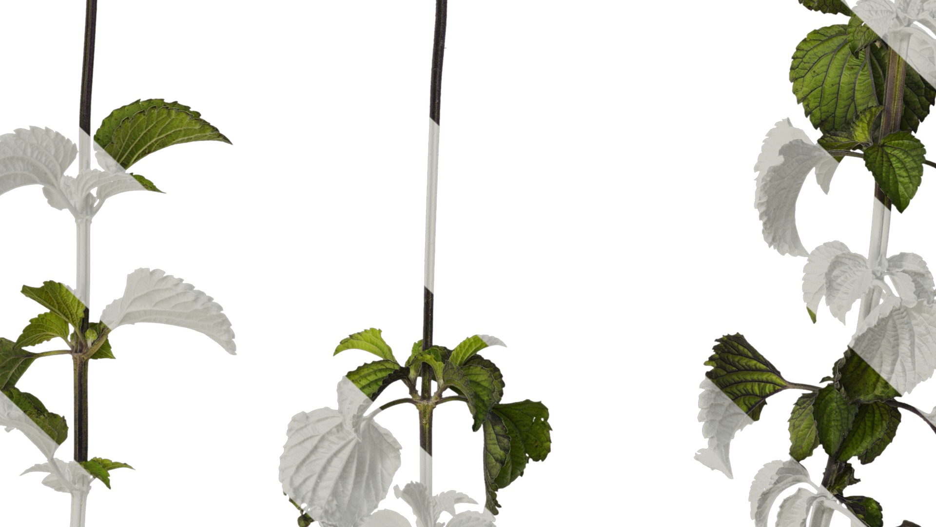 Anydrafts Salvia 02 Atlas 01 Texture_7