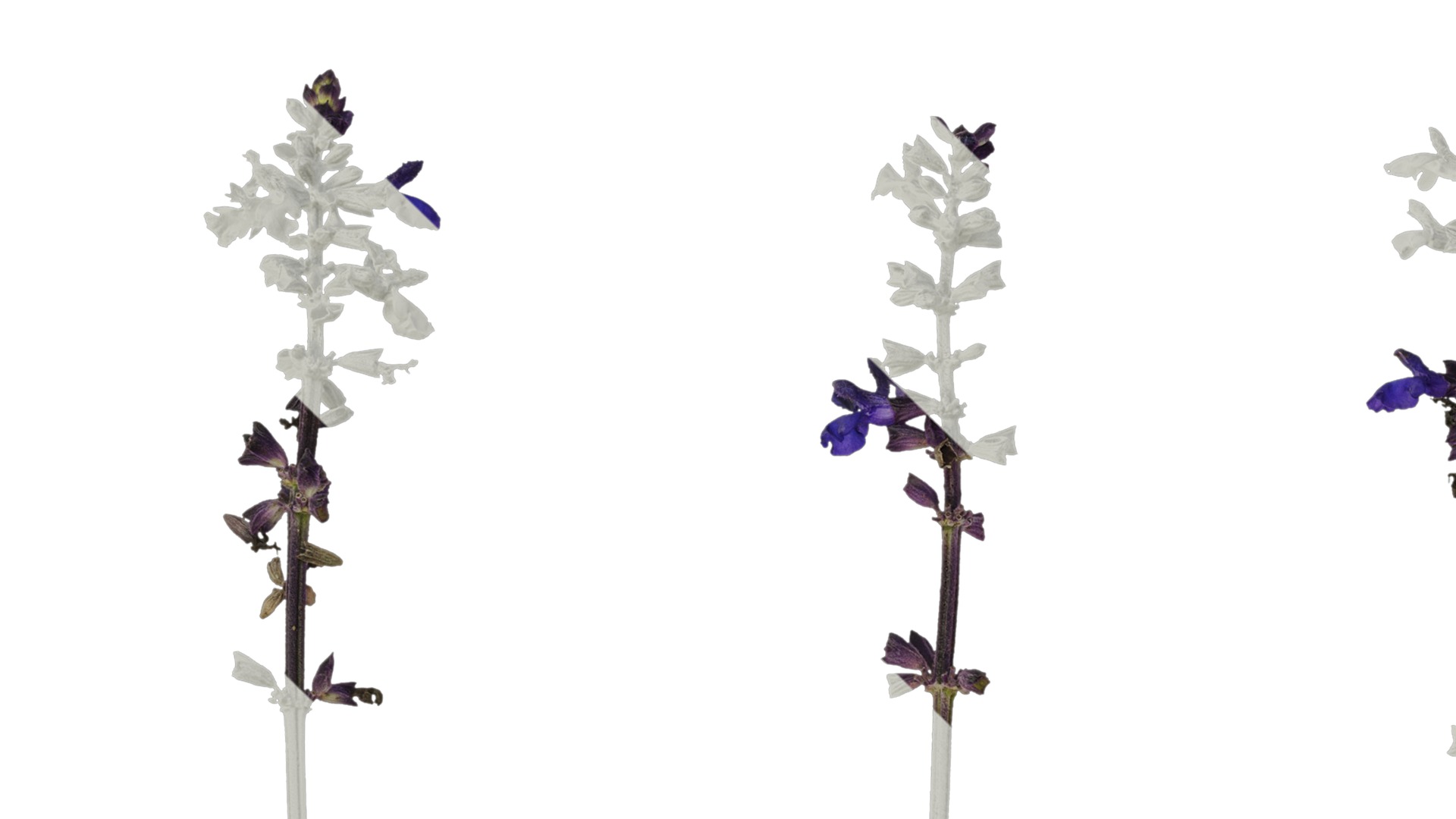 Anydrafts Salvia 02 Atlas 01 Texture_1