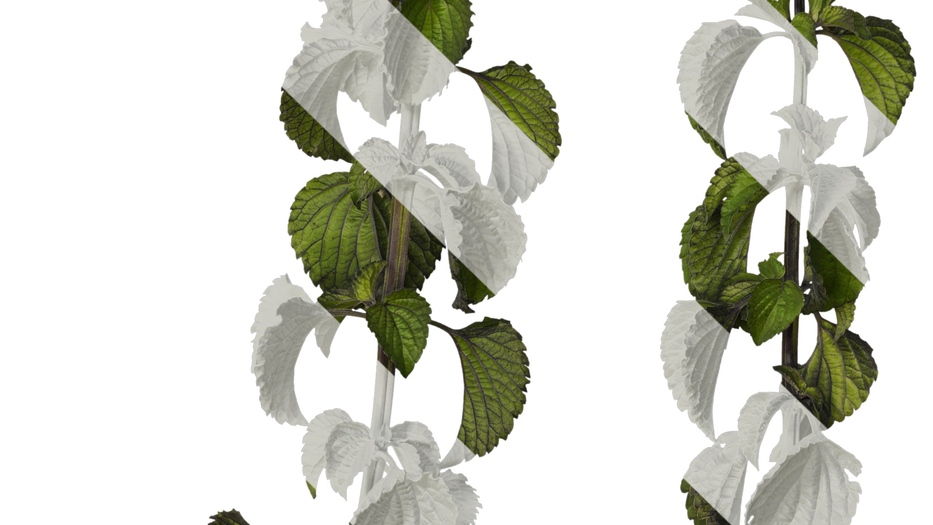 Anydrafts Salvia 02 Atlas 01 Texture_4