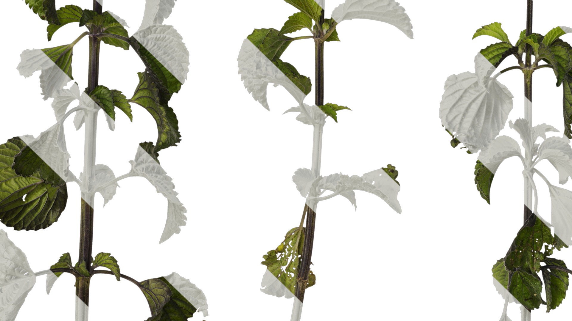 Anydrafts Salvia 02 Atlas 01 Texture_5