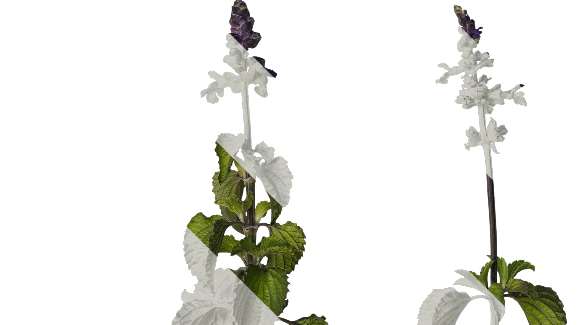 Anydrafts Salvia 02 Atlas 01 Texture_2