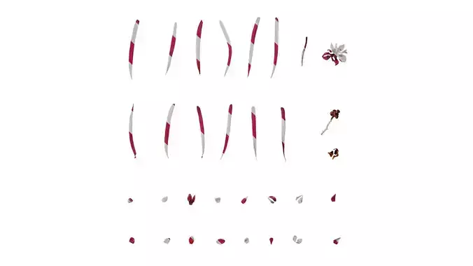 Anydrafts Loropetalum chinense Flower 01 Texture