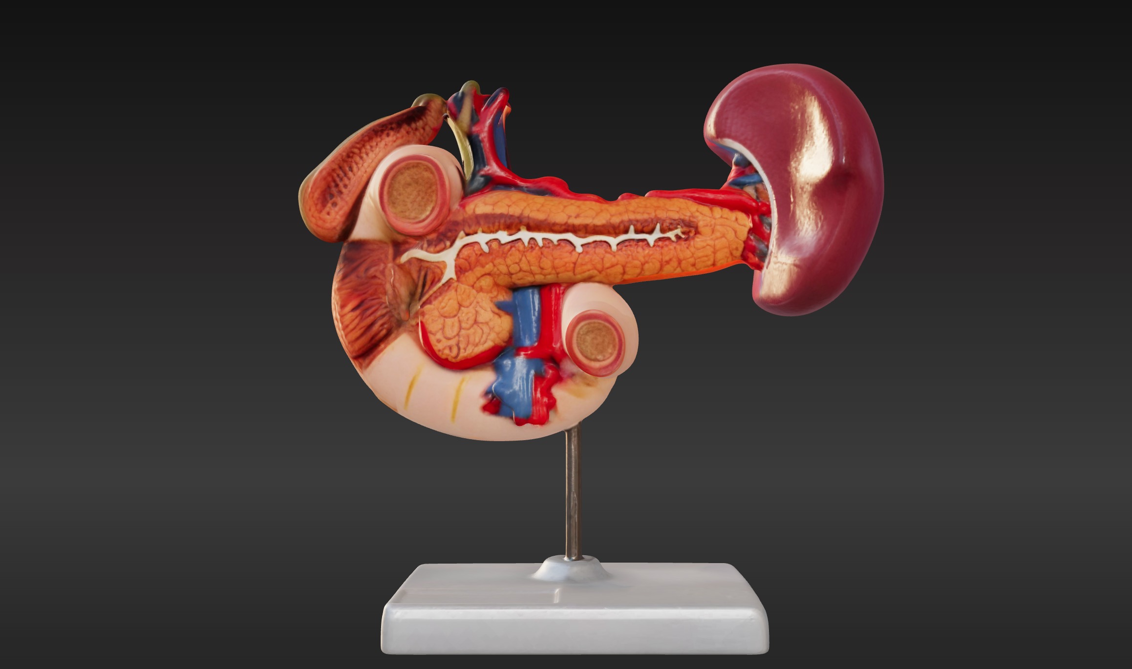 3D Model of Rear Organs Of The Upper Abdomen Anatomy 3D print model_5