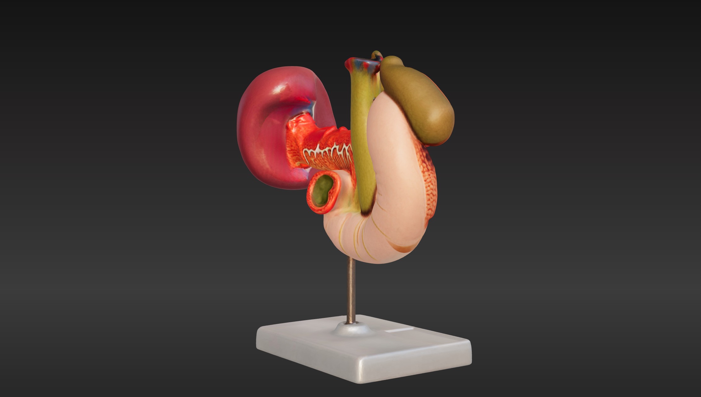 3D Model of Rear Organs Of The Upper Abdomen Anatomy 3D print model_2