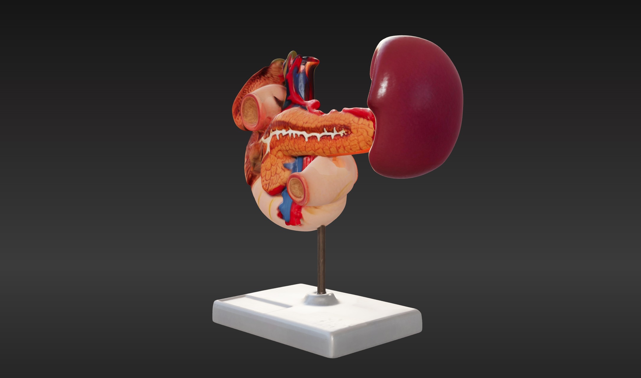 3D Model of Rear Organs Of The Upper Abdomen Anatomy 3D print model_3